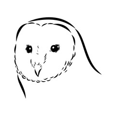 Sketch of Barn owl. isolated on white vector illustration