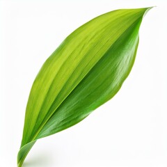 green leaf isolated on white