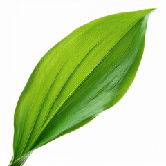 green leaf isolated on white background