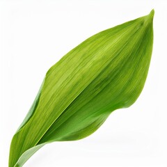 green leaf isolated on white