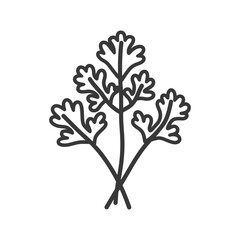 Fototapeta premium Line drawing illustration of a bunch of cilantro