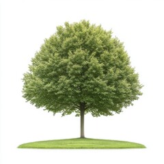 A large green tree stands alone in a grassy field