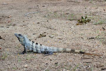 Long-tailed real lizard in nature 
