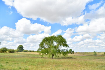 Clouds Over Weeping Willow Tree in Field