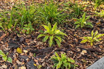 Mulching the soil with bark. Mulch of flowerbed with pine or larch bark. Hosta on flower bed and fallen leaves
