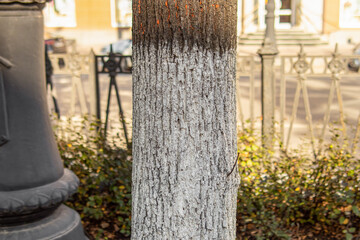 Whitewashed tree bark. Protection of tree bark in the city