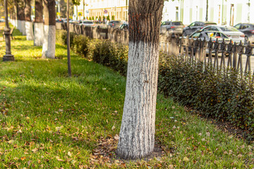 Whitewashing the bark of trees in park. Protection of tree bark in the city