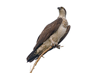 Osprey (Pandion haliaetus) Photo, Perched Over a Transparent, Isolated PNG Background