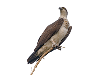 Osprey (Pandion haliaetus) Photo, Perched Over a Transparent, Isolated PNG Background