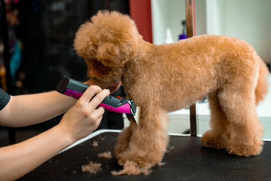 Teaching grooming workshop on trimming dogs. Adorable maltipoo is having its fur cut. Groomer is using special clip to cut maltipoo hair.