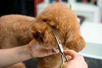 Groomer is doing hygiene cut for fluffy maltipoo to keep animal clean and healthy. Using grooming shears to trim dog hair around nose, eyes and ears of pet.