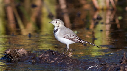 a bird on a branch