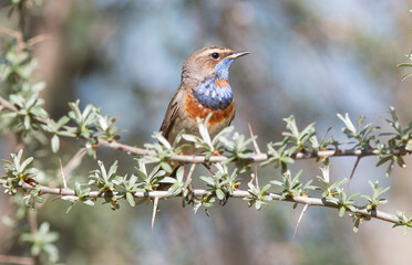 robin on a branch