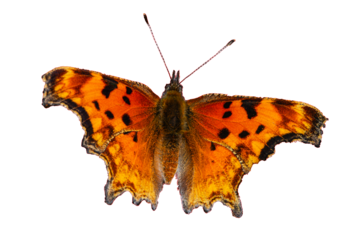 Satyr Comma (Polygonia satyrus) Butterfly Photo, Over a Transparent Isolated PNG Background