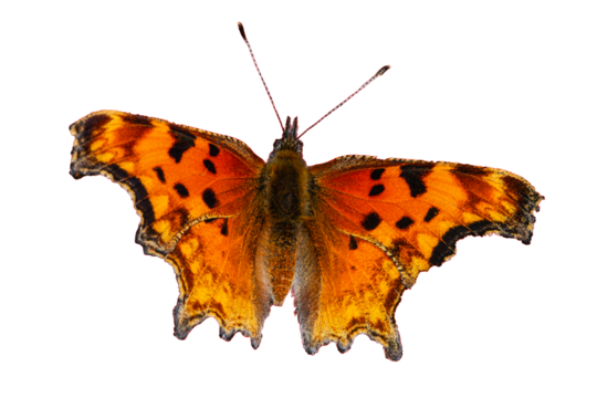 Satyr Comma (Polygonia satyrus) Butterfly Photo, Over a Transparent Isolated PNG Background