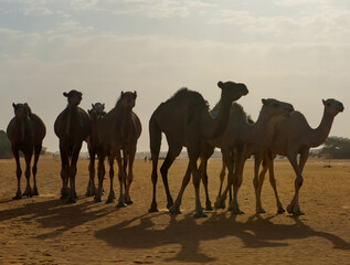 West Africa. Mauritania. A herd of one-humped camels in the harsh dawn light moves across the sands...