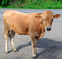 A cute calf stands on an asphalt road.