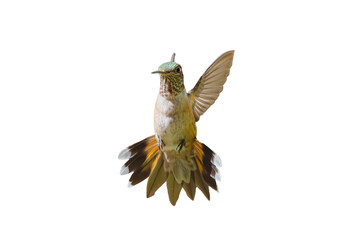 Rufous Hummingbird (Selasphorus rufus) Photo in Flight, Full Frontal, Over a Transparent, Isolated PNG Background