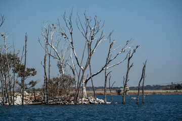 Fototapeta premium An intriguing shot of a small island in a dam, featuring dead trees and dry bushes used by local birdlife as perches, highlighting the contrast between nature and the dam’s water