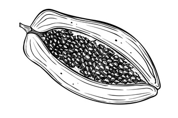 Vector half of Papaya. Hand painted illustration of Exotic tropical Fruit on isolated background. Linear drawing of healthy dessert. Black Etching of pawpaw for product packaging design.