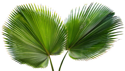 Obraz premium Cutout palm leaves – A 3D-rendered image of tropical palm leaves, isolated for nature and s_1(187)