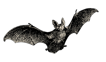 flying bat vintage illustration isolated on transparent background
