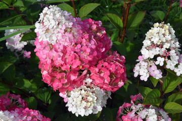 Pink hydrangea flowers