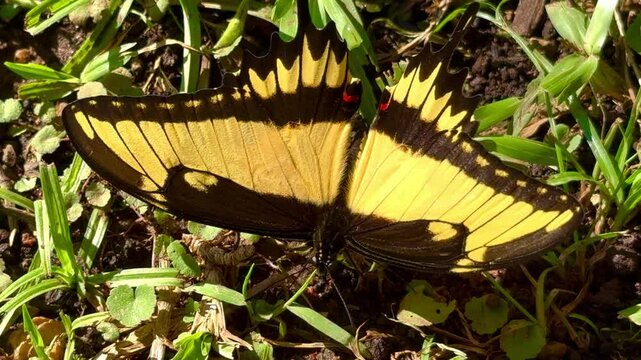 Video shows species of butterfly eliminating a liquid that resembles urine. Yellow butterfly with black (Thoas Swallowtail, Papillio thoas, king swallowtail) on green grass.