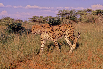 Cheetah