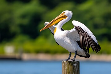 Obraz premium Pelican drying its wings in the warm sun after a day of fishing, perched on a dock post