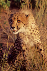 Cheetah