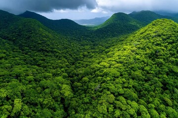 Trinidad and Tobago's lush Main Ridge Forest Reserve, the oldest legally protected forest reserve in the Western Hemisphere