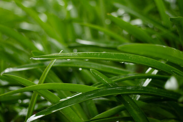 Hojas verdes frescas con gotas de agua