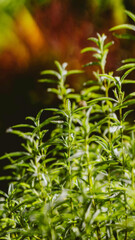 green grass background