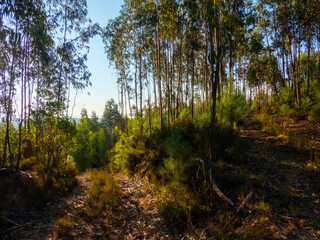 forest in the morning