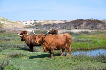 Highland cattle at a small lake in a dune landscape
