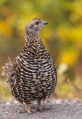 Spuce Grouse in Autumn in Denali National Park Alaska