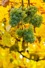 bunch of organic green grapes vine hanging among yellow leaves. lovely harvest time background