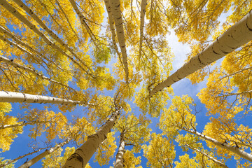 Bright autumn day, fall in full swing. Beautiful aspen tree canopy. 