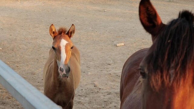 Curious brown foal approaches larger horse near fence in sunlit paddock, engaging in lively interaction within peaceful rural landscape