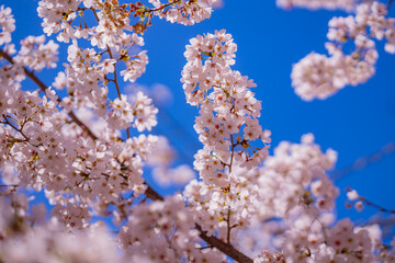 Spring blossom tree branch with white flowers. Spring background. Blooming tree branches white flowers and blue sky background, close up. Cherry blossom, spring garden, orchard, spring sunny day.