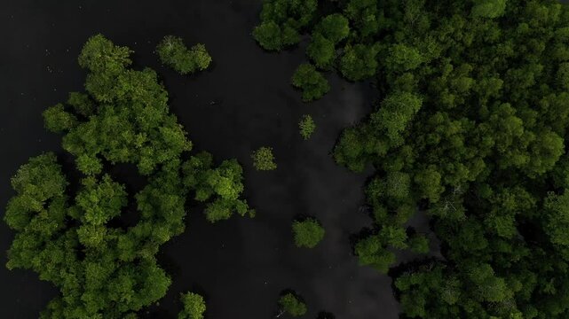 Mangrove forest became livelihood resources and food alternative for almost people that lives in Aru Islands. Some fisherman using traps to cath shrimp and crab.