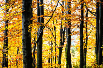 Golden leaves adorn tall trees in this serene autumn forest. The sunlight filters through branches, creating a warm, inviting atmosphere that showcases nature beauty during fall.