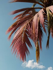 Pink palm tree leaves against a blue sky, horizontal banner.