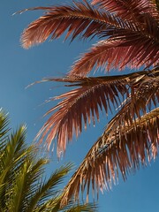 Pink palm tree leaves against a blue sky, horizontal banner.