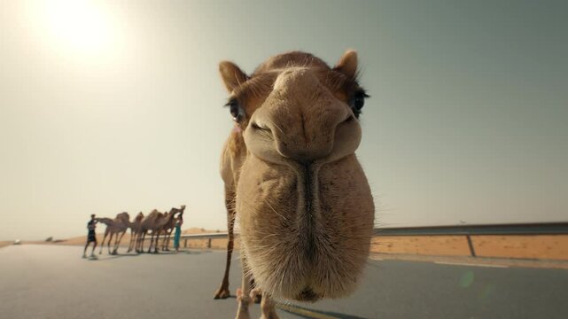 Curious camel standing on a desert street and looking in the camera