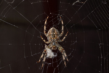 The spider-cross (Latin Araneus) sits in the center of the web. The spider-cross is waiting for...