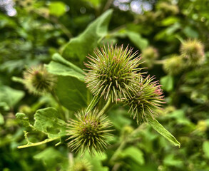 Klette (Arctium)