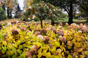 Hydrangea arborescens 'Annabelle' bushes in a round bed in autumn with yellow-brown leaves and large flower heads. In the middle of the bed, there is a Caragana arborescens.