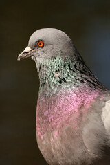 Closeup portrait of the rock pigeon with bright colourful feathers and the red eye on blurred dark background